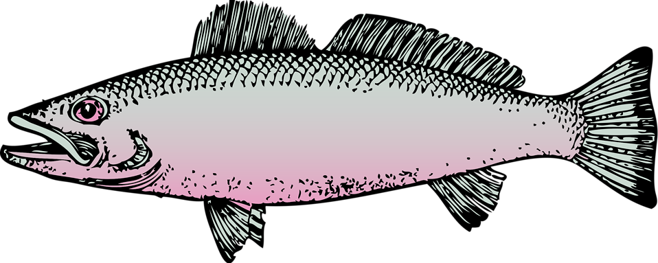 fisch